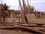 Examples of timber used for resale due to the success of FMNR